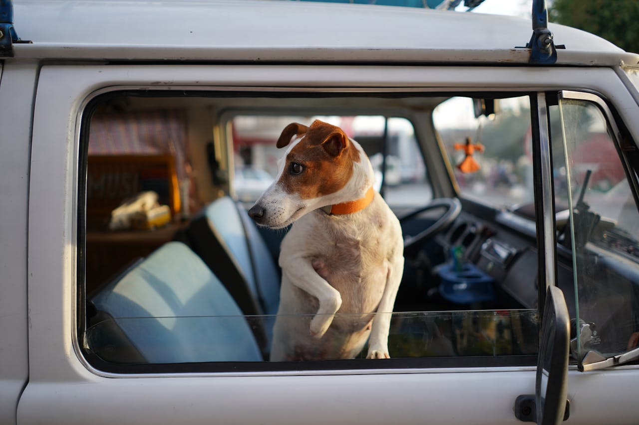 About A curious Jack Russell Terrier peeks out from a vehicle window, capturing a moment on a sunny day.