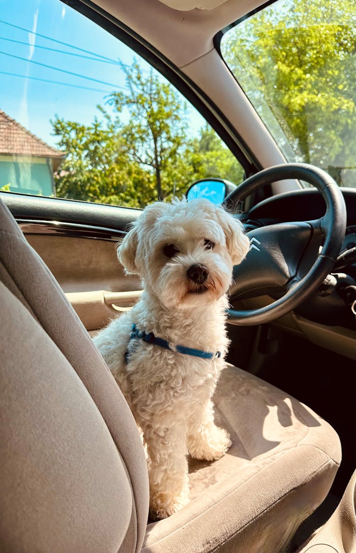 Services A fluffy white dog with a blue collar sits on the passenger seat of a car on a sunny day in Cuzdrioara, Romania.