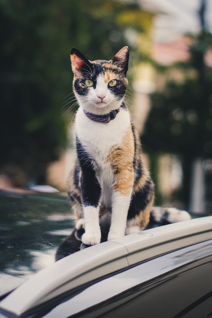 Services Calico cat sitting on a car roof in São Paulo, Brazil, exuding confidence and charm.