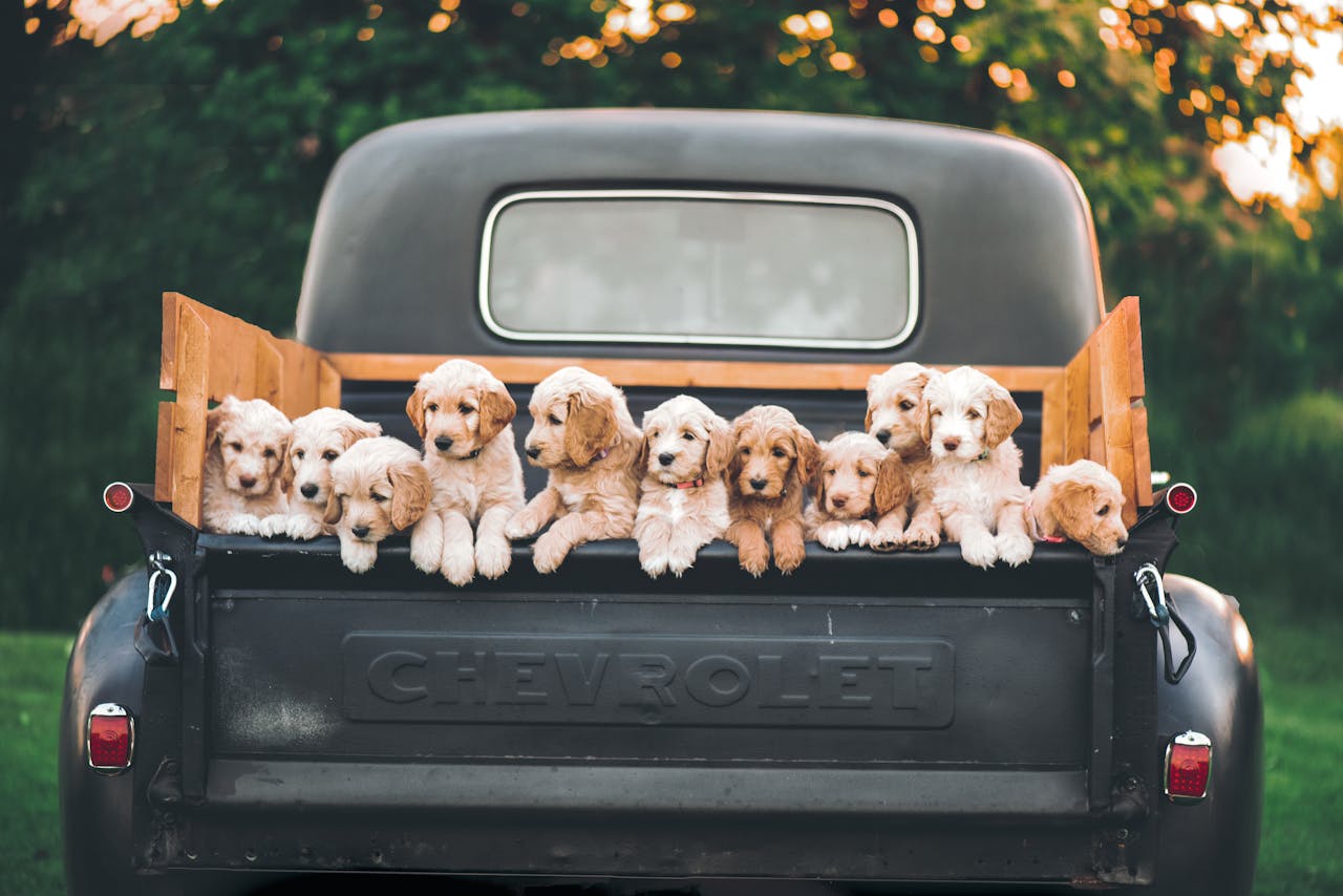 About Charming puppies sitting in a vintage Chevrolet truck under a warm, sunset sky.