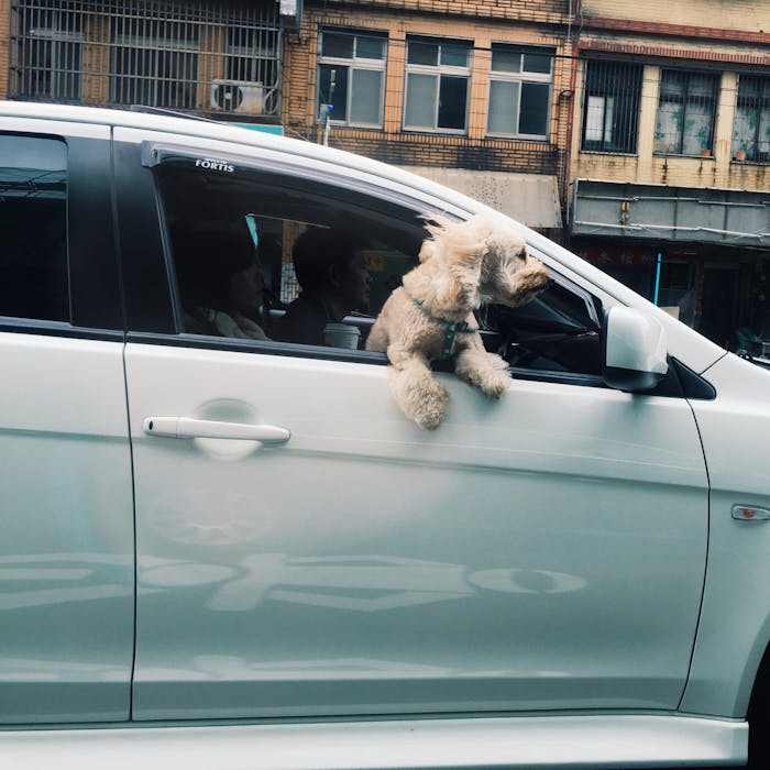 Services A small dog leans out of a car window, capturing a moment of joy.