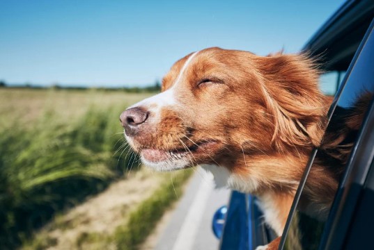 Μεταφορά κατοικιδίων στο κτηνίατρο thess pet taxi 01