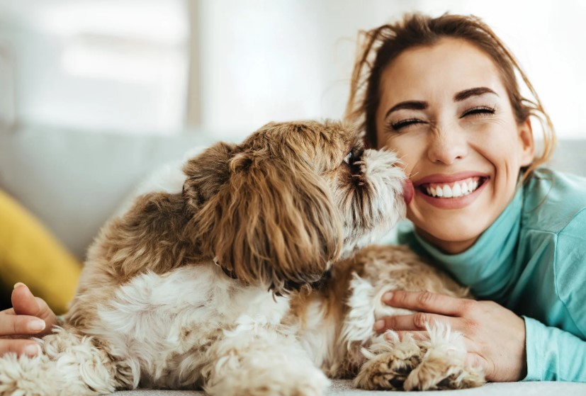 pet love pet love