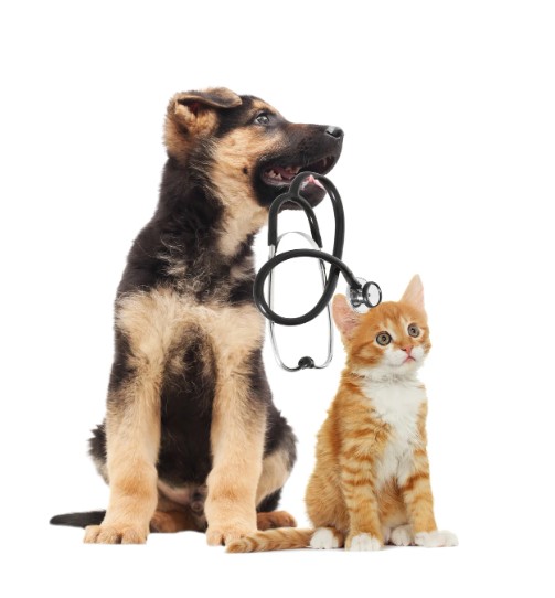 pet vet pet vet