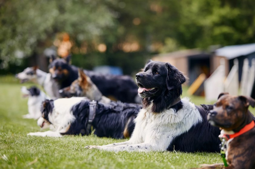 training dogs training dogs